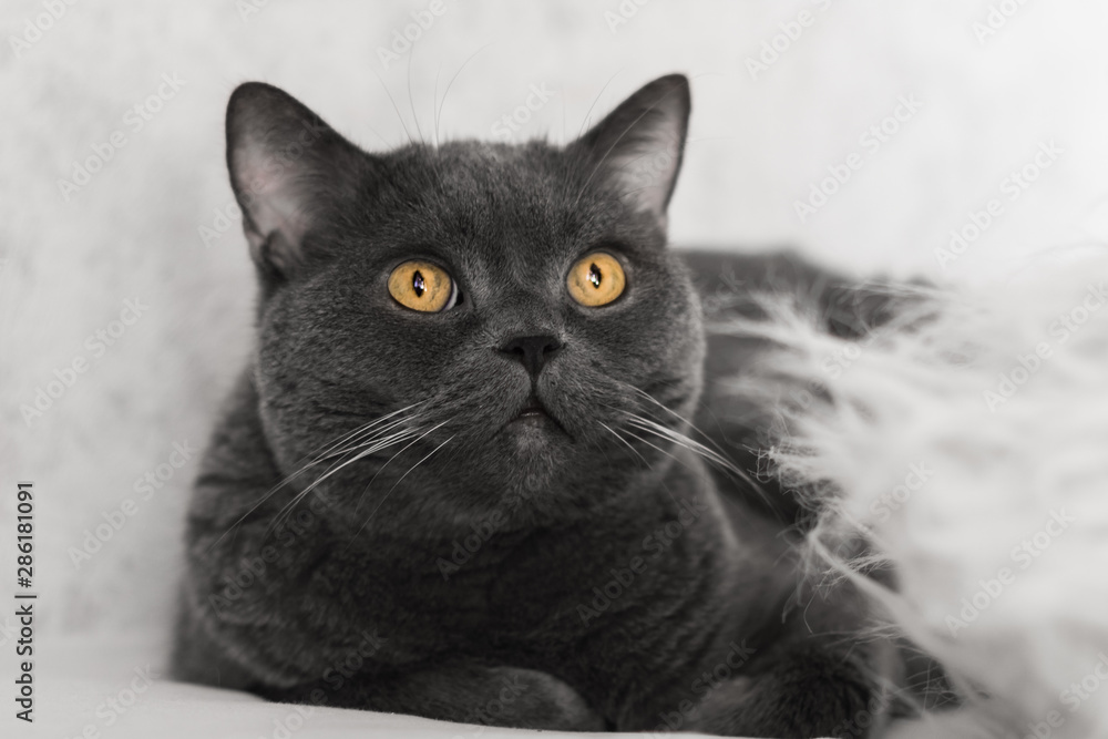 Gray cat, british breed, emotional look, close-up, white background