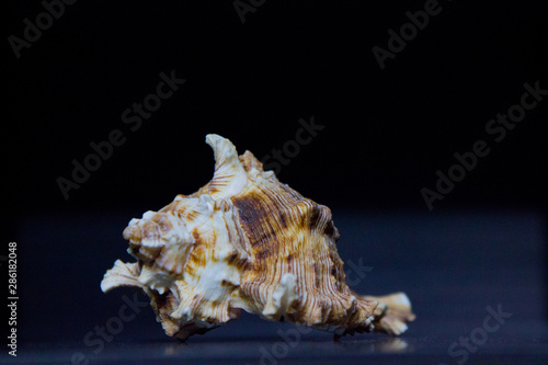 Sea shell on black background