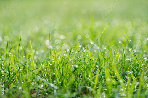 green grass with dew drops under the morning sun, close up, blurry background