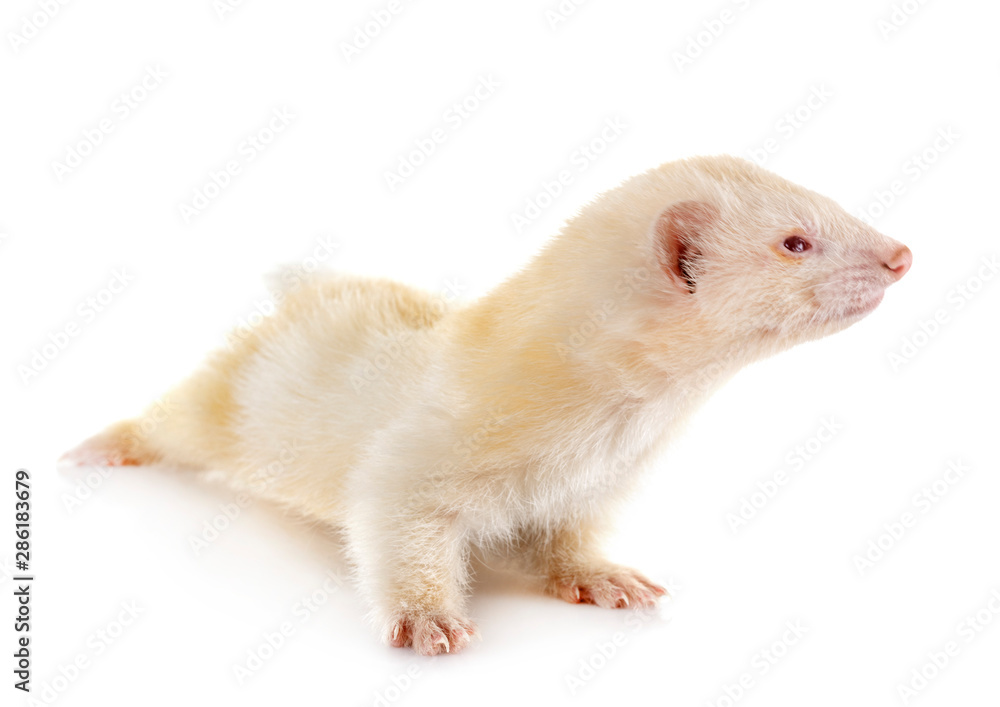 ferret in studio ferret in studio