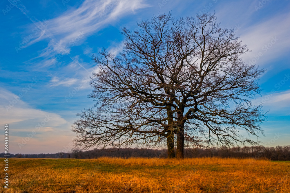 einzelner Baum Lichstimmung einzelner Baum Lichstimmung