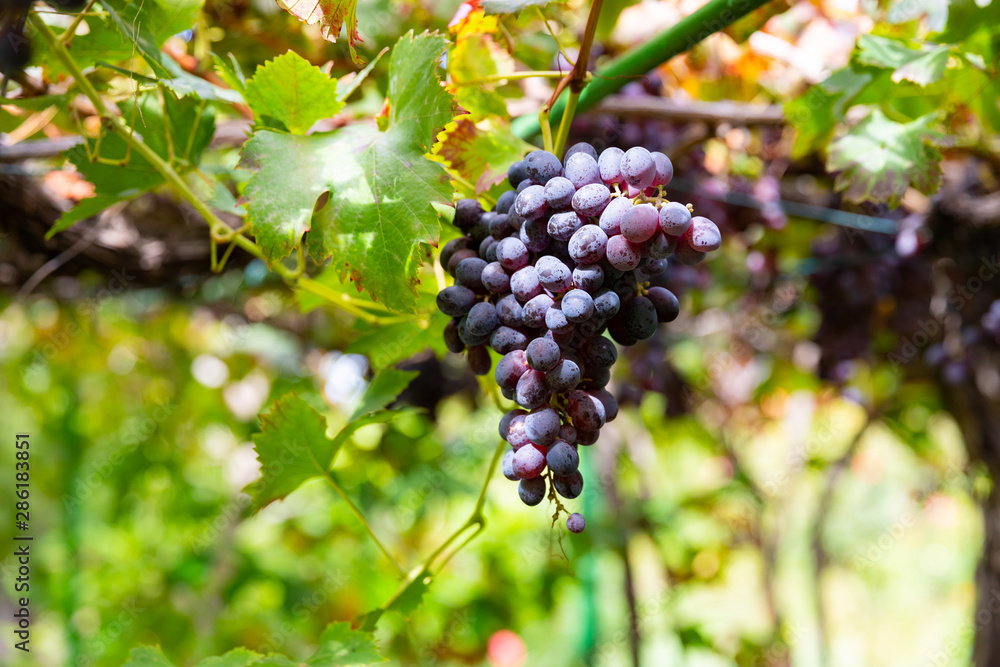 Organic Bunches of Grapes for Wine Production Growing At Vineyard
