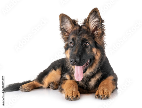 Obraz na plátně puppy german shepherd