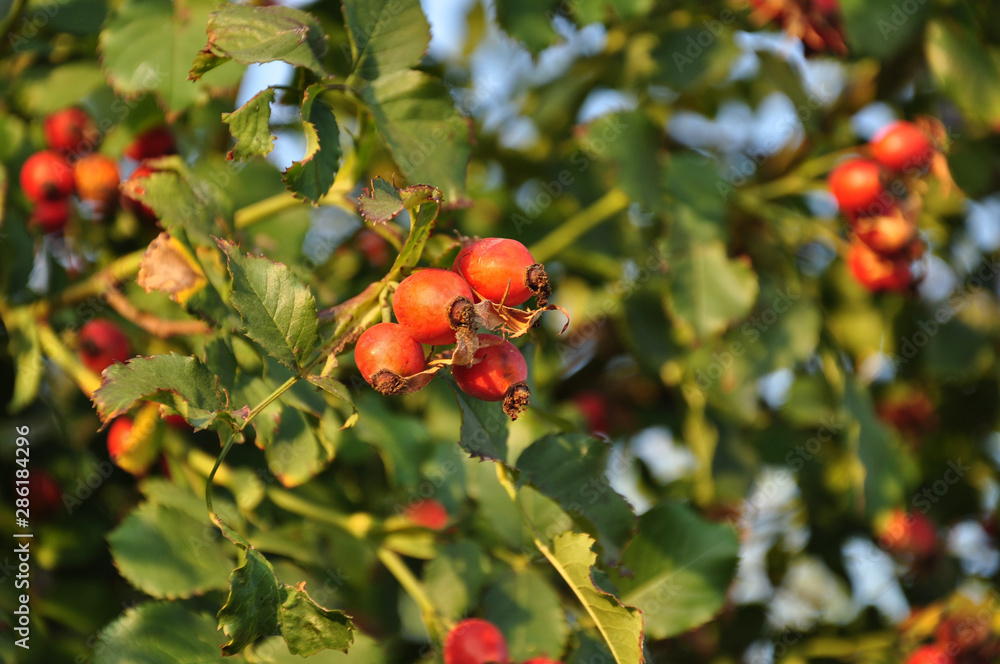 Red berries on a branch. Fresh rosehip bush with lush green foliage and juicy ripe red berries shining in bright sunlight of autumn sunset. Green leaves of wild rose background. Beauty of harvest fall