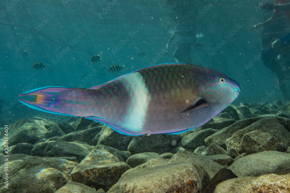 Naklejka premium Fish swim in the Red Sea, colorful fish, Eilat Israel