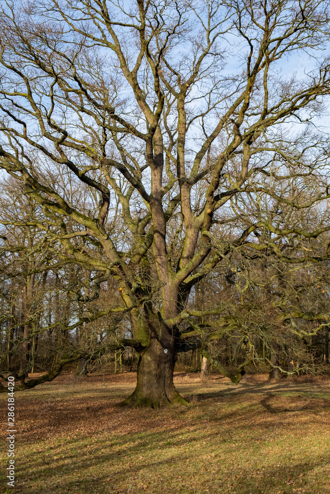 alter einzeln stehender Baum in Parkanlage alter einzeln stehender Baum in Parkanlage