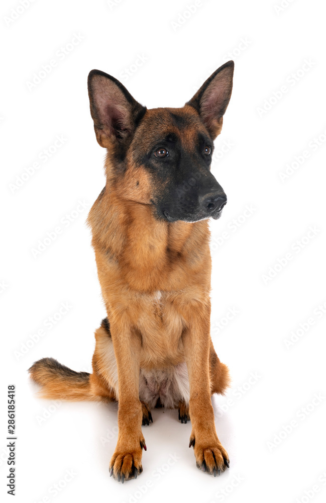 german shepherd in studio german shepherd in studio
