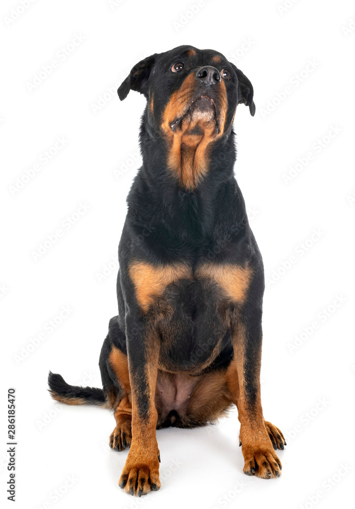 Obraz premium rottweiler in studio
