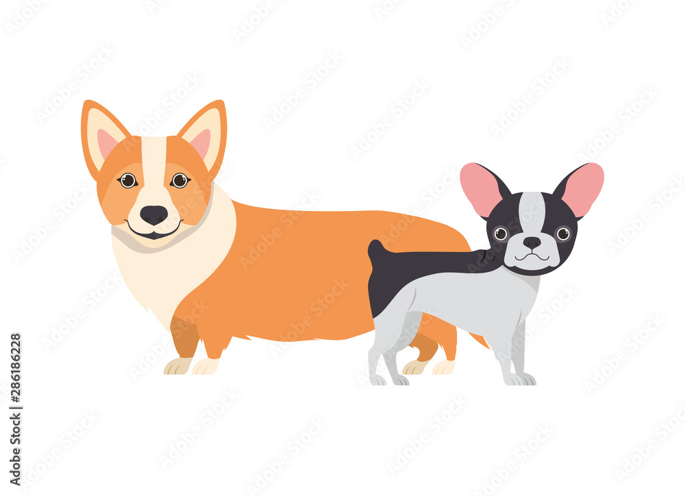 cute and adorable dogs on white background cute and adorable dogs on white background