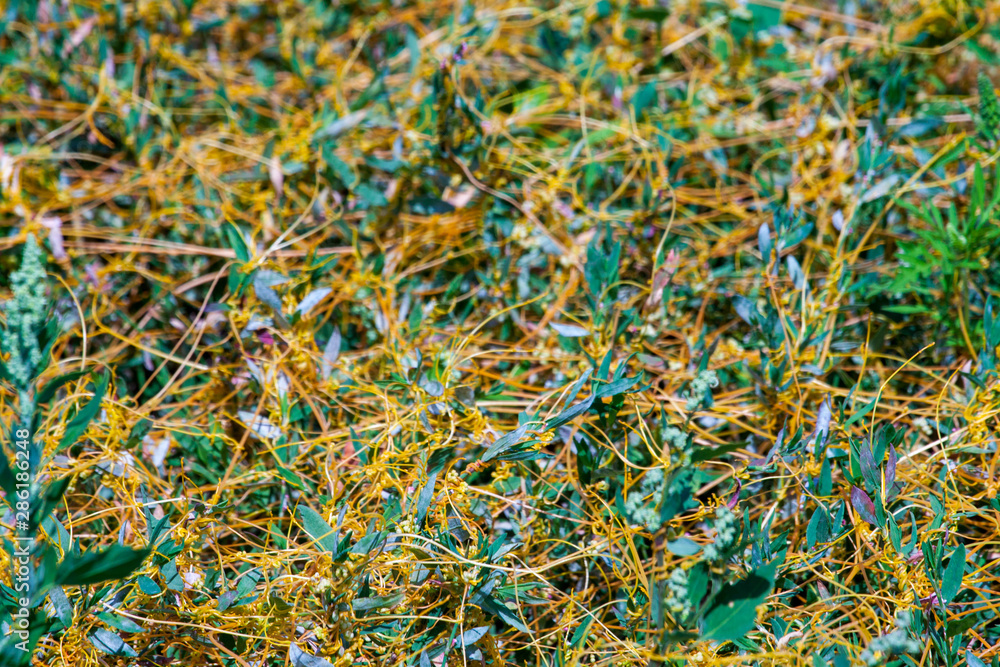 Dodder Genus Cuscuta is The parasite wraps the stems of plant cultures with yellow threads and sucks out the vital juice and nutrients Dodder Genus Cuscuta is The parasite wraps the stems of plant cultures with yellow threads and sucks out the vital juice and nutrients