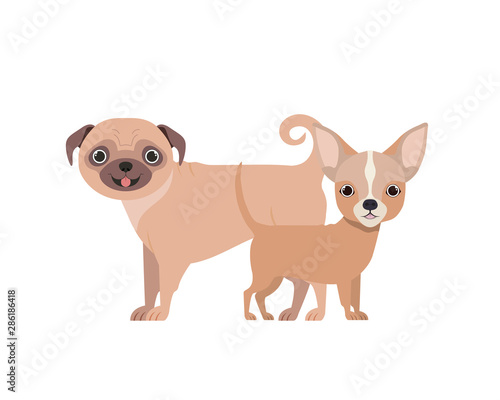 cute and adorable dogs on white background