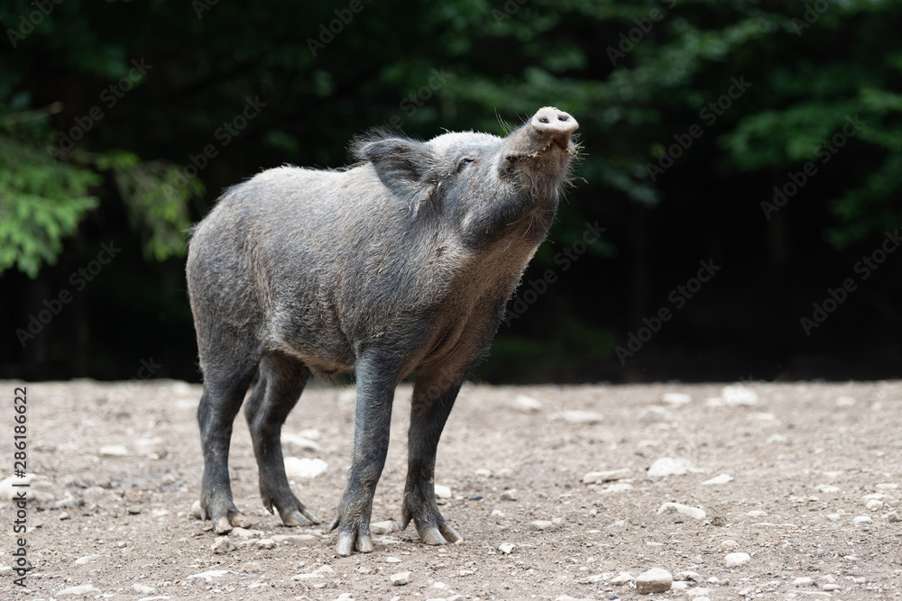 Fototapeta premium Wild boar on the forest
