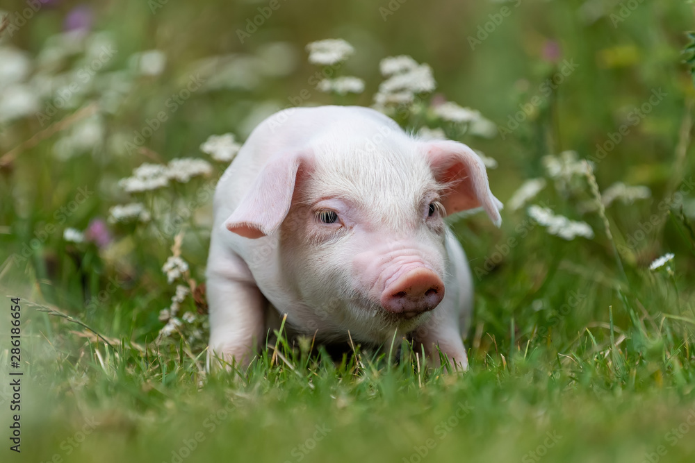 Young funny pig on a green grass Young funny pig on a green grass