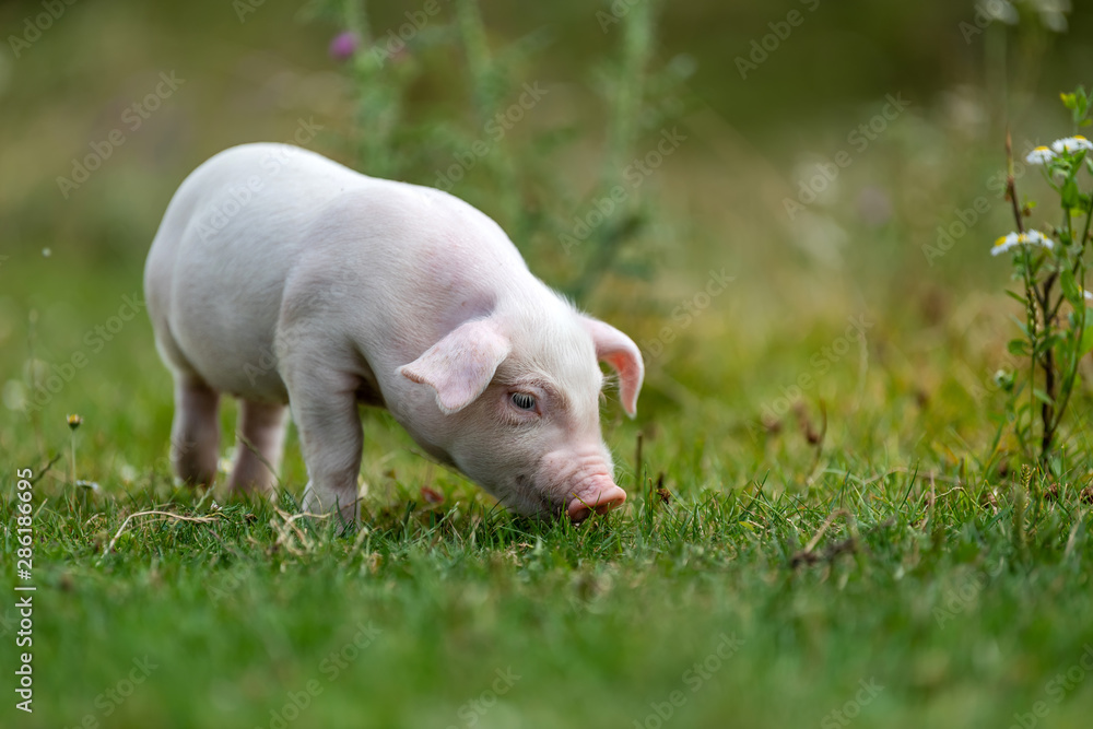 Young funny pig on a green grass Young funny pig on a green grass