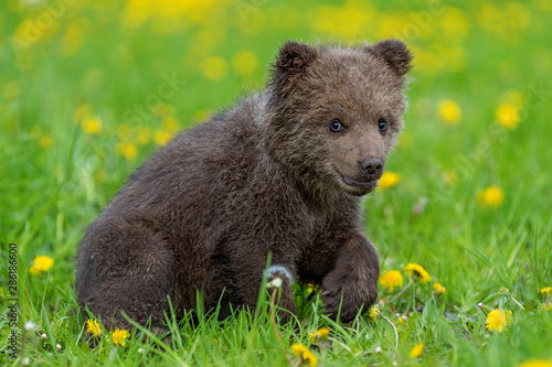 Brown bear cub playing on the summer field.