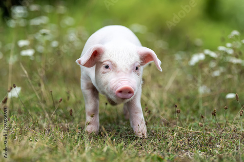 Young funny pig on a green grass © byrdyak