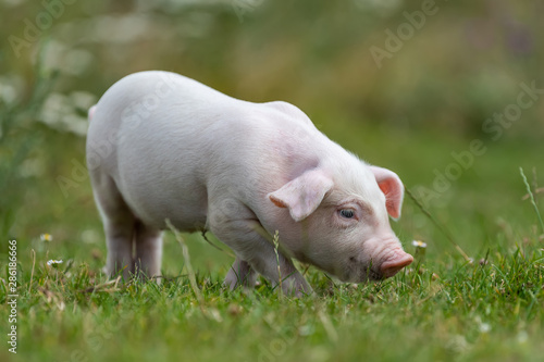 Young funny pig on a green grass © byrdyak