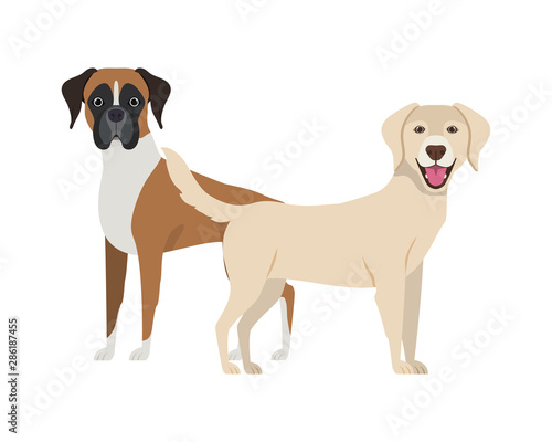 cute and adorable dogs on white background
