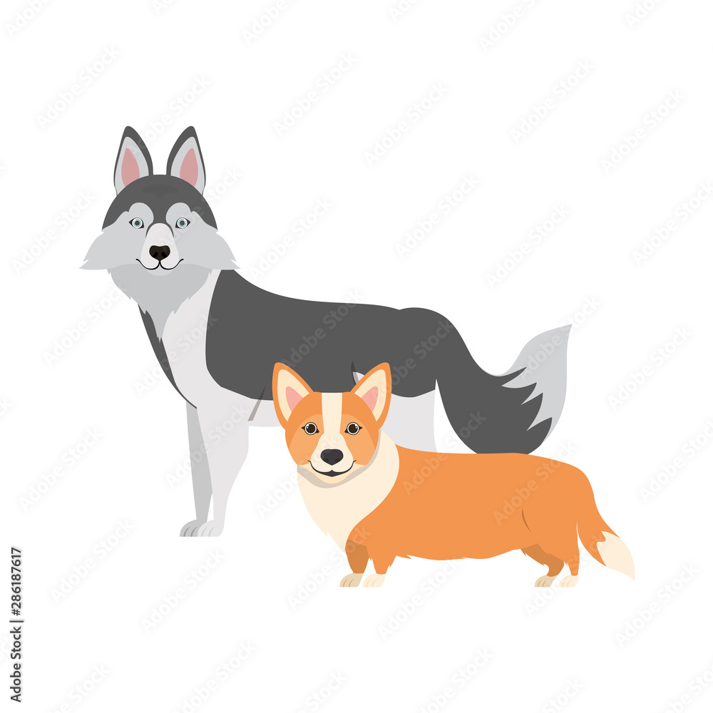 cute and adorable dogs on white background