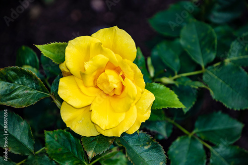 Rose flower closeup. Shallow depth of field. Spring flower of yellow rose