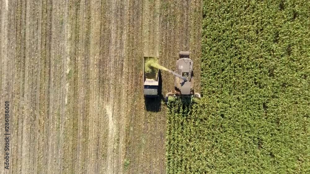 Corn harvesting with machinery from aerial top down shot in autumn Corn harvesting with machinery from aerial top down shot in autumn