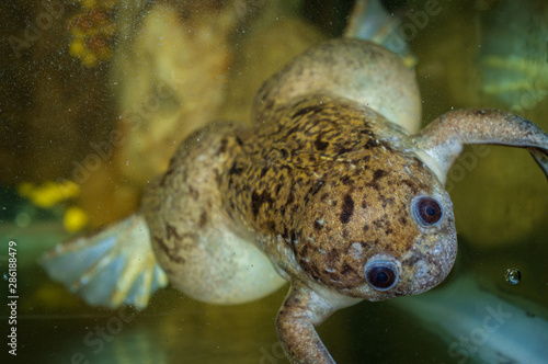 African Clawed Frog photo