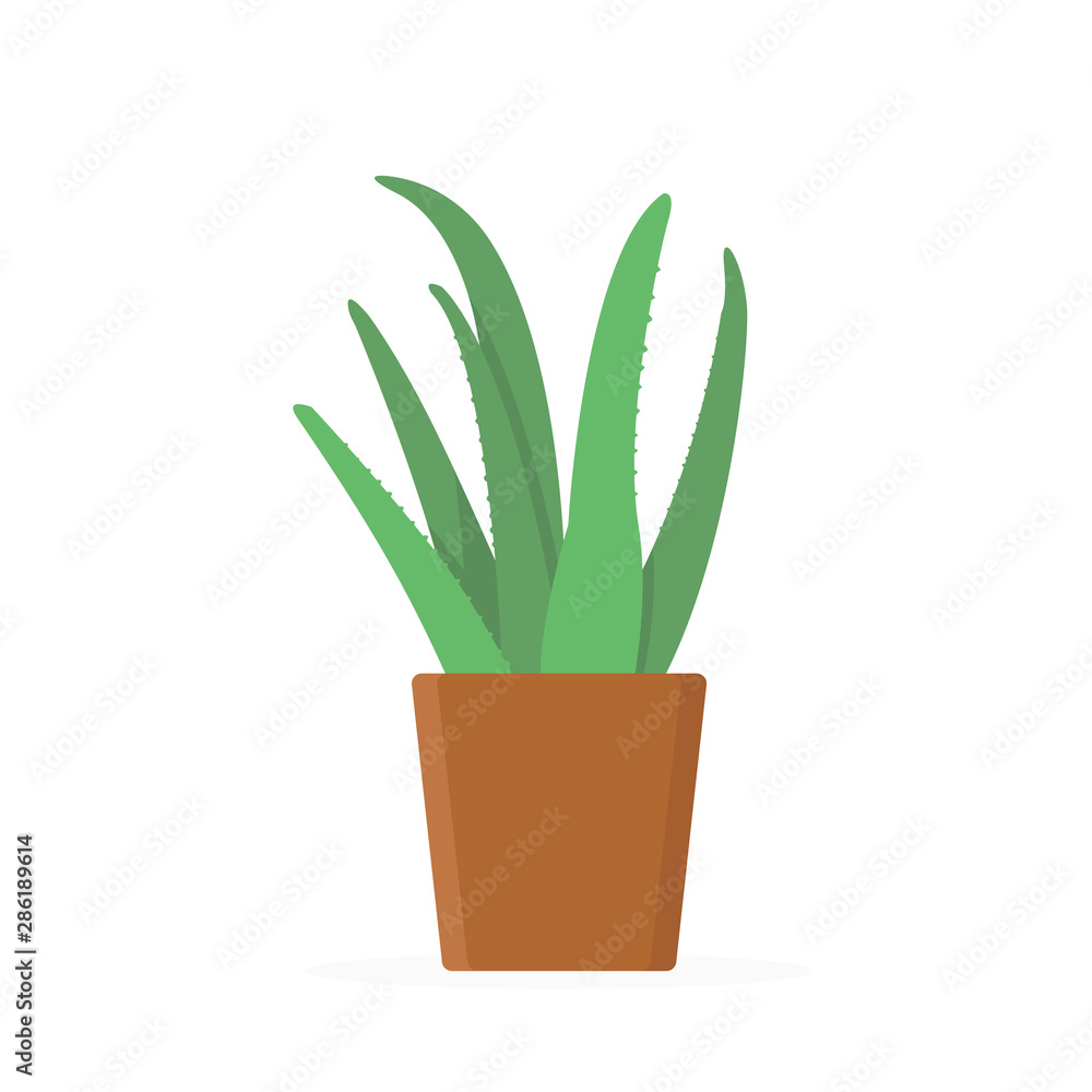 Green aloe vera plant with leaves in brown pot. Trendy flat style isolated on white background.