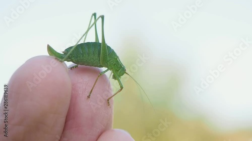 Common green cricket on finger of caucasian person towards smooth abstract bokeh background