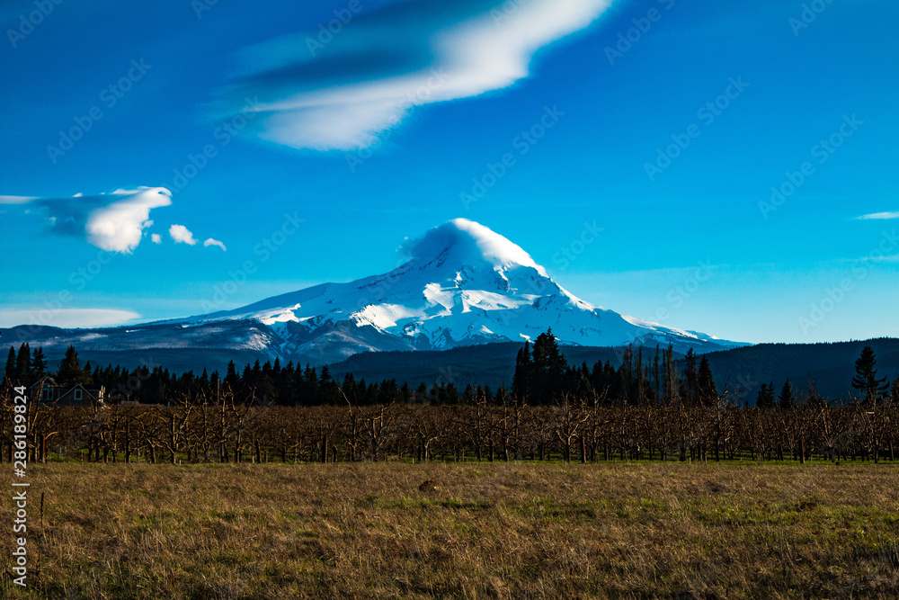 Fototapeta premium Mt. Hood with Apple Orchard