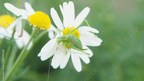 Green bush cricket on beautiful daisy towards green background at shallow depth of field