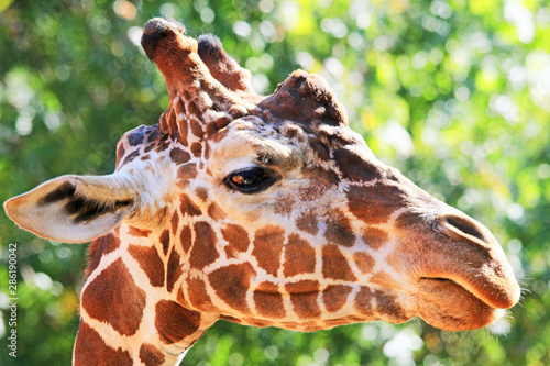 Photography Giraffe's head