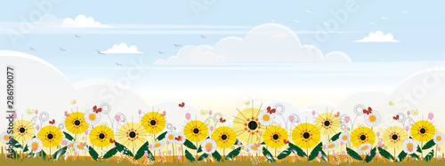 Cute cartoon panorama landscape of Sunflower field and butterfly flying with blue sky background, illustration of beautiful natural landscape of flowers farm field in yellow foliage.