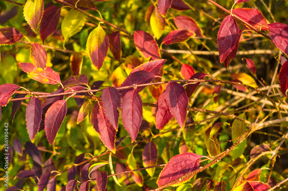 Autumn urban landscape on a Sunny day - yellow autumn trees in the Park, colorful red and orange leaves, and bright sky with clouds Autumn urban landscape on a Sunny day - yellow autumn trees in the Park, colorful red and orange leaves, and bright sky with clouds