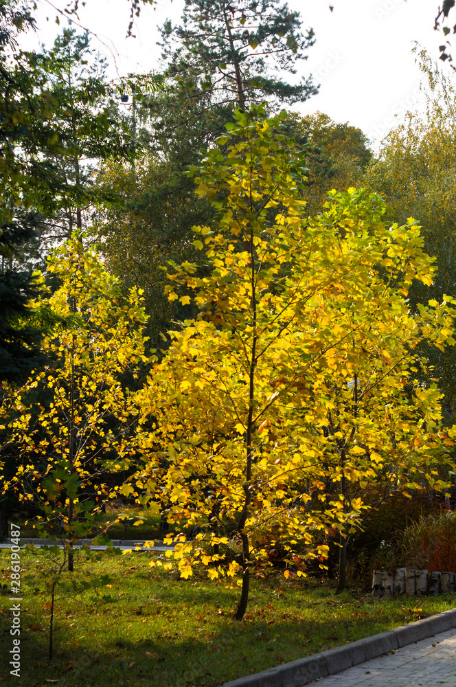 Autumn urban landscape on a Sunny day - yellow autumn trees in the Park, colorful red and orange leaves, and bright sky with clouds