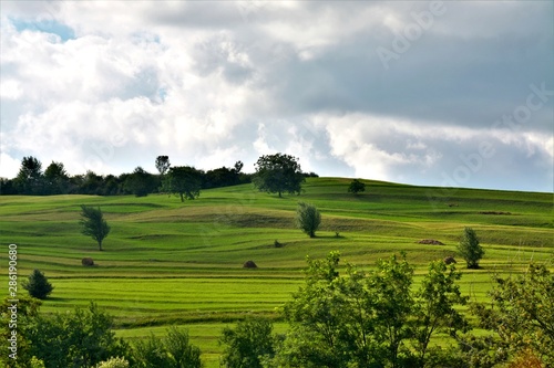 a hill with green grass and sparse trees