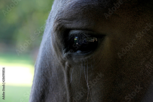 black eye beautiful horses, close-up, copy space © kittyfly