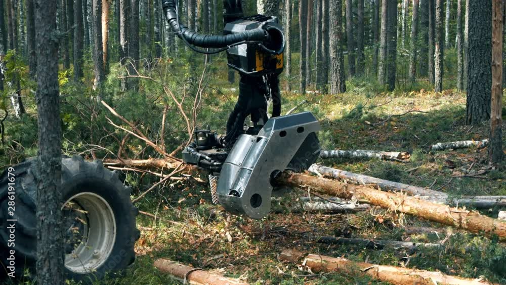 Wood-processing machine is sawing a felled pine Wood-processing machine is sawing a felled pine