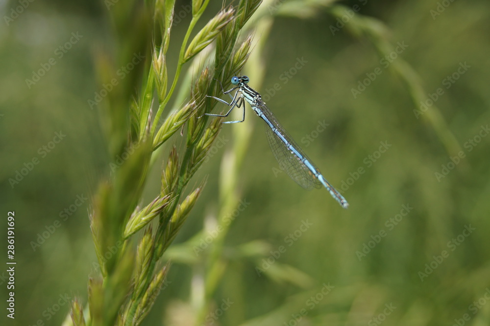 Blaue Libelle sitzt auf dem grünen Grashalm Blaue Libelle sitzt auf dem grünen Grashalm