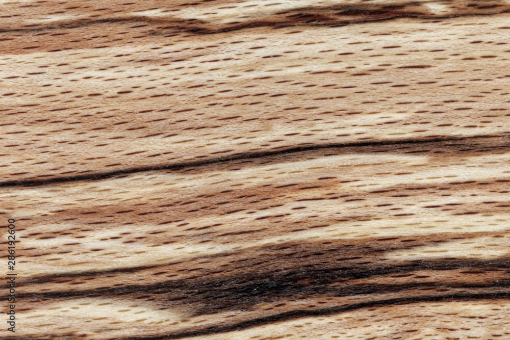European beech wood, Fagus sylvatica, the black layers are a fungi infection European beech wood, Fagus sylvatica, the black layers are a fungi infection
