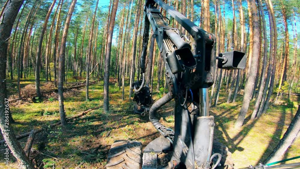 Pine is getting harvested by the industrial machine Pine is getting harvested by the industrial machine