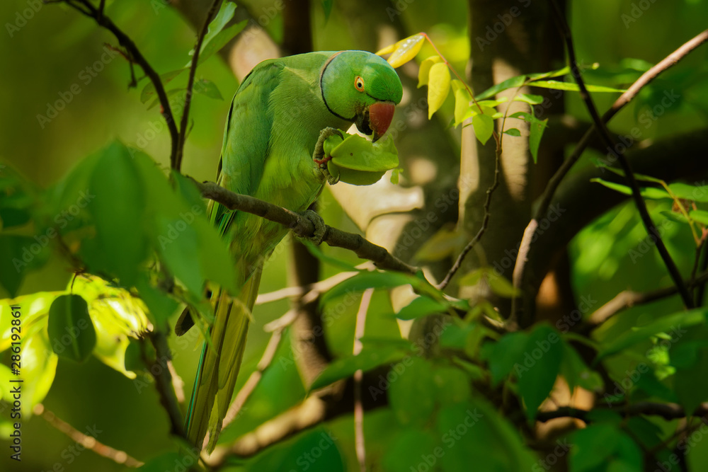 Indian ringneck and African ringneck parrot Hybrid | African, Rose color,  Parrot
