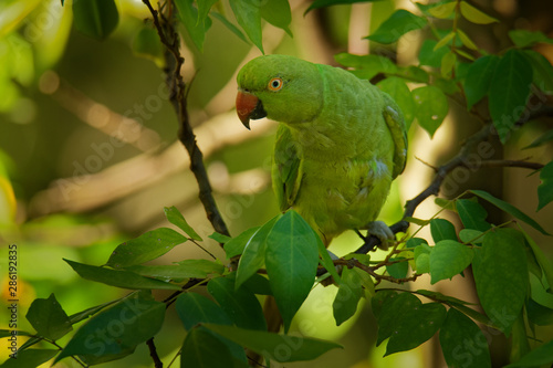 Rose-ringed Parakeet - Psittacula krameri  or ring-necked parakeet, medium-sized parrot in the genus Psittacula, family Psittacidae, native ranges in Africa and South Asia, introduced into the world