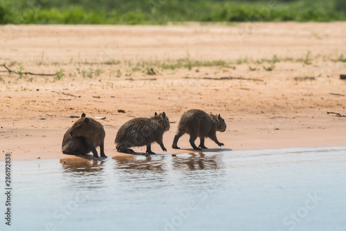 Carpinchos Family on a beach, banks of  Cuaiaba river, Panranal, Mato Grosso, Brazil photo