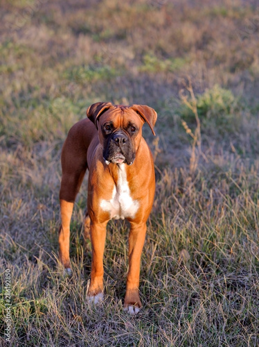Portrait of German Boxer Dog standing in meadow, looking up.