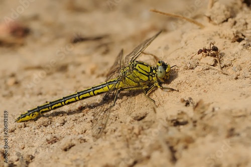 Stylurus (Gomphus) flavipes - The river clubtail or yellow-legged dragonfly is a species of dragonfly in the family Gomphidae found in Europe. Its natural habitat are rivers and large streams