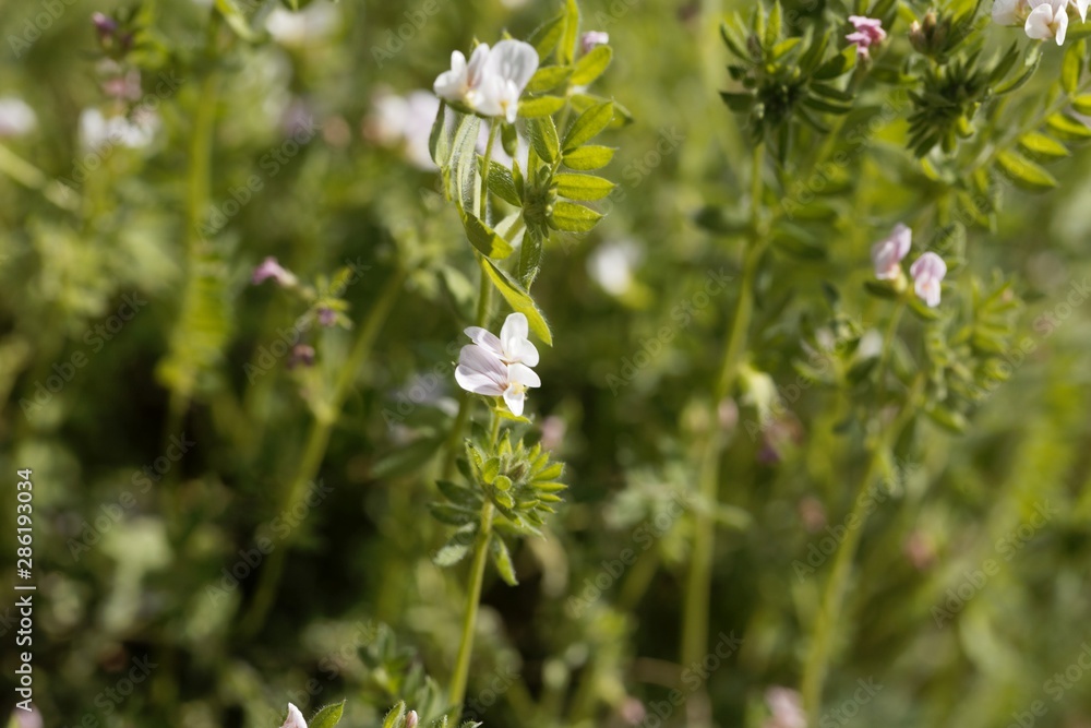 Flower of a serradella, Ornithopus sativus.