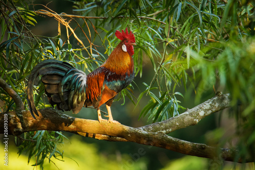 Red Junglefowl - Gallus gallus  tropical bird in the family Phasianidae. It is the primary progenitor of the domestic chicken (Gallus gallus domesticus) photo