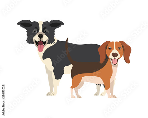 cute and adorable dogs on white background