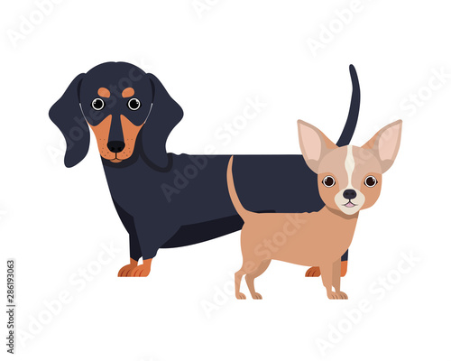 cute and adorable dogs on white background