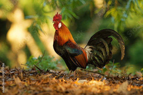 Red Junglefowl - Gallus gallus  tropical bird in the family Phasianidae. It is the primary progenitor of the domestic chicken (Gallus gallus domesticus)